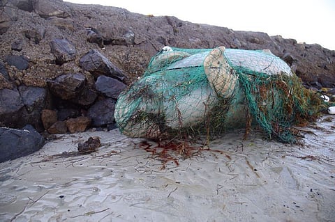 Eco rangers find six more dead dugongs