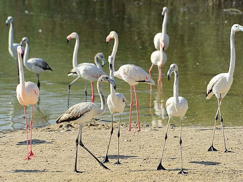 Al Wathba Wetland Reserve in Abu Dhabi Wins Coveted Spot on IUCN’s Green List.