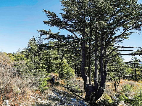 Insect specialist Nabeel Nemer walks through Lebanon’s Cedars Reserve Forest, which is under threat from sawflies.