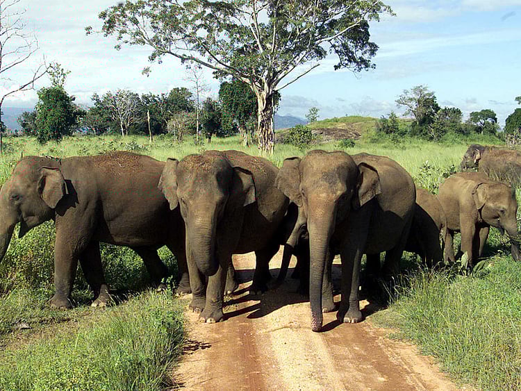 Elephants in Sri Lanka