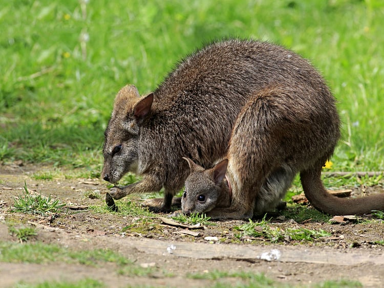 OPN_181129 Australia-P2