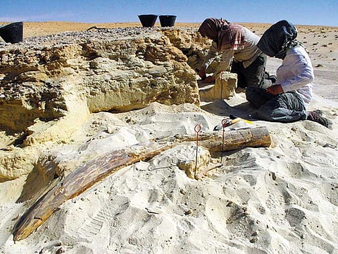 Michael Petragliaelli