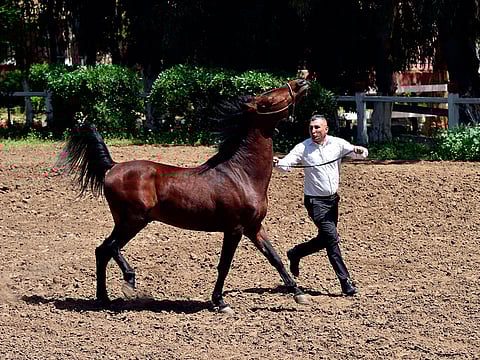 A trainer works with a horse at a horse breeding farm, one of the oldest and largest farm in the Algeria, perched on the high plateaux in the country's Tiaret region, 300 Kilometres west of Algiers on April 24, 2018.