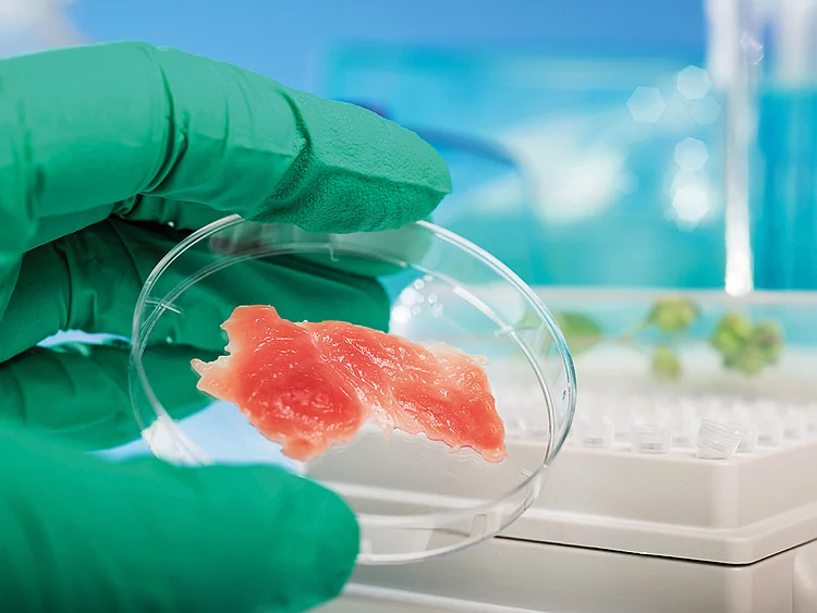 An expert inspects meat grown in a lab