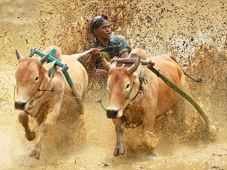 A jockey rides two bulls