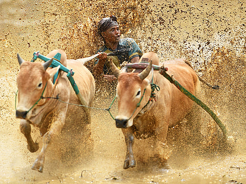 A jockey rides two bulls with a cart during the bull race locally called "pacu jawi" in Pariangan of Tanah Datar regency in West Sumatra.  