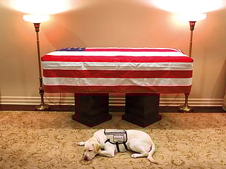 Sully the service dog lies by casket before Bush's last journey