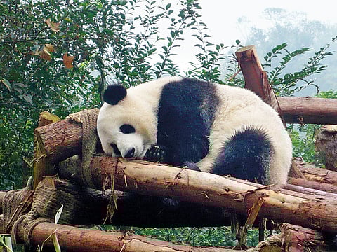 A giant panda sleeping.