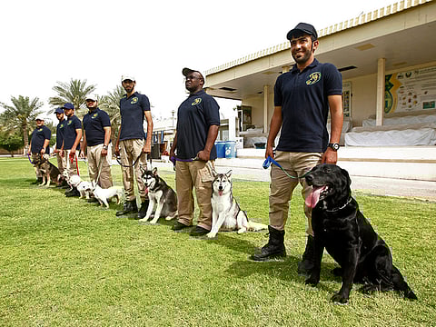 Abu Dhabi Police dogs with their trainers at the Abu Dhabi Police Security Inspection Department (SID) Police Dogs Section (K9.