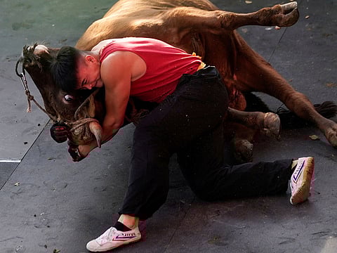Zhong Xiaojie, 19, wrestles a bull to the ground during a bullfight in Jiaxing, Zhejiang province, China. 