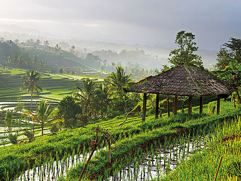 Rice paddy at sunrise, Bali, Indonesia