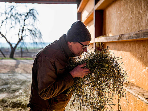 Farmer Heiner Luetke Schwienhorst smells the hay in the feed storage facility on his farm Gut Ogrosen Hof in Vetschau, eastern Germany on November 27, 2018. The German dairy farmer is with Greenpeace and two other farmers suing the German government for failing to take appropriate measures to meet it's own climate change targets.