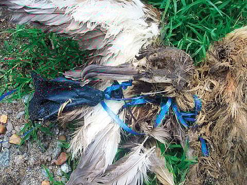 Local marine conservation organisation Azraq is urging organisations to reconsider balloon releases as we enter the season of celebrationsand events. 