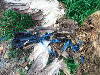 Don’t release balloons, marine body appeals