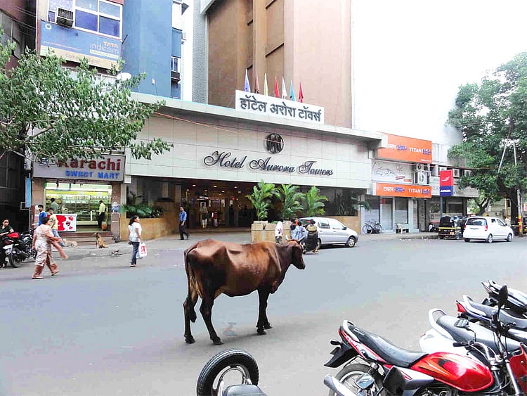 181012 india cow