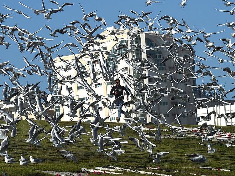 181210 migratory birds