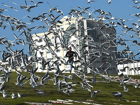 The initiative includes providing safe places for birds, to protect them from high temperatures. Picture for illustrative purposes only.