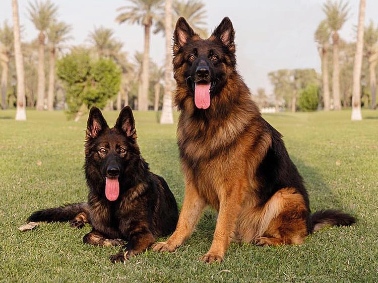 RDS_181211 YT Save Nokano and Marcus