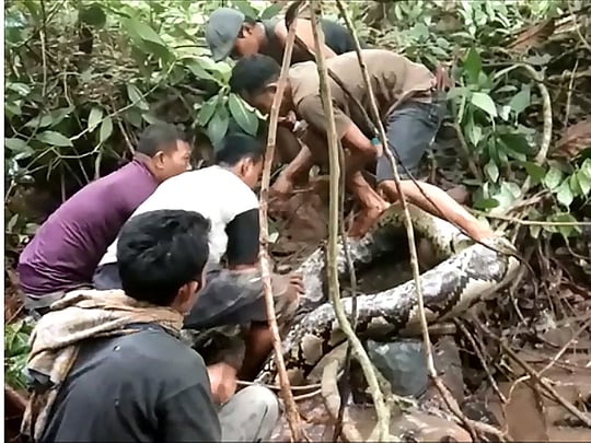 Indonesians wrestle with giant python