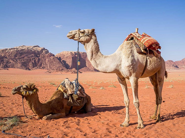camel-1120371_1280