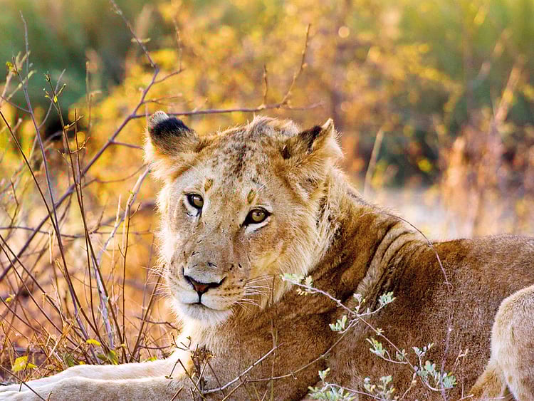 Lion_Female_Kruger_National_Park-(Read-Only)