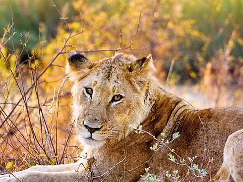 A lioness at the Kruger National Park in South Africa. Poaching attacks are a new danger to lions, which were already under serious threat across Africa from destruction of habitat and the snaring of their prey for bushmeat. 