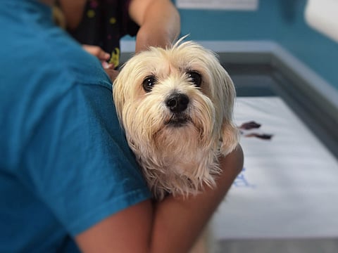 The culture of pet ownership is also changing in the UAE. Plus, the authorities have emphasised no laxity on animal welfare.