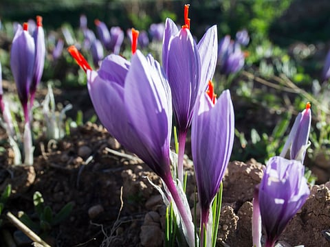 Saffron flowers in a field in the Taliouine region in southwestern Morocco.