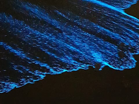 The blue light is produced by plant plankton called dinoflagellates, a single-celled Mesokaryotes, commonly known as sea sparkle.