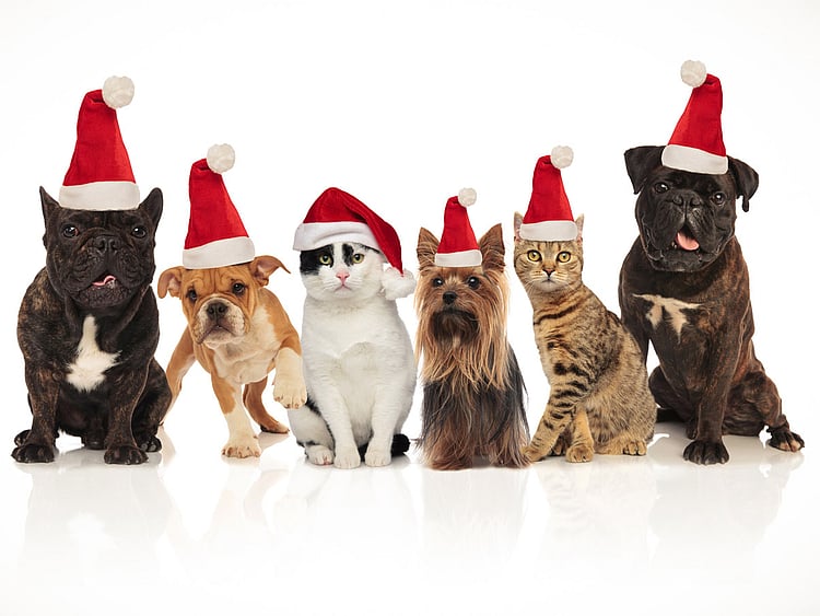Festive pets safety