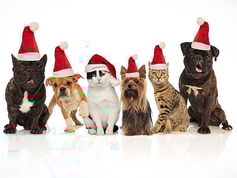 Make sure your pets feel safe, comfortable and happy during your celebrations