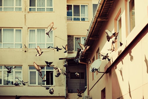 RDS 181215 Pigeons outside windows1