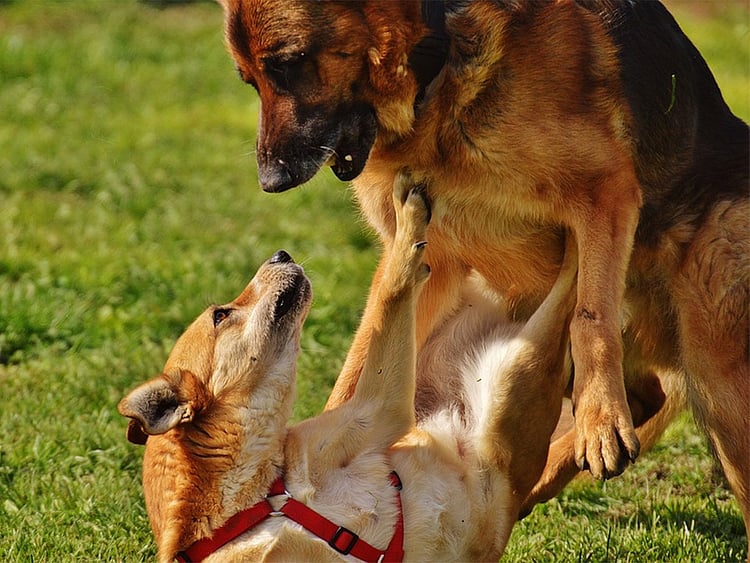 dog fight