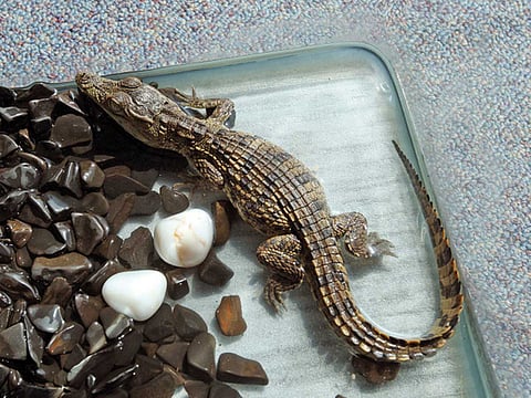 A rescued baby crocodile at the Gulf News office in Dubai in 2013.