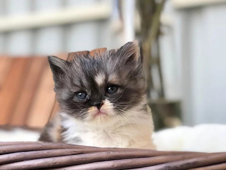 181223 Cat