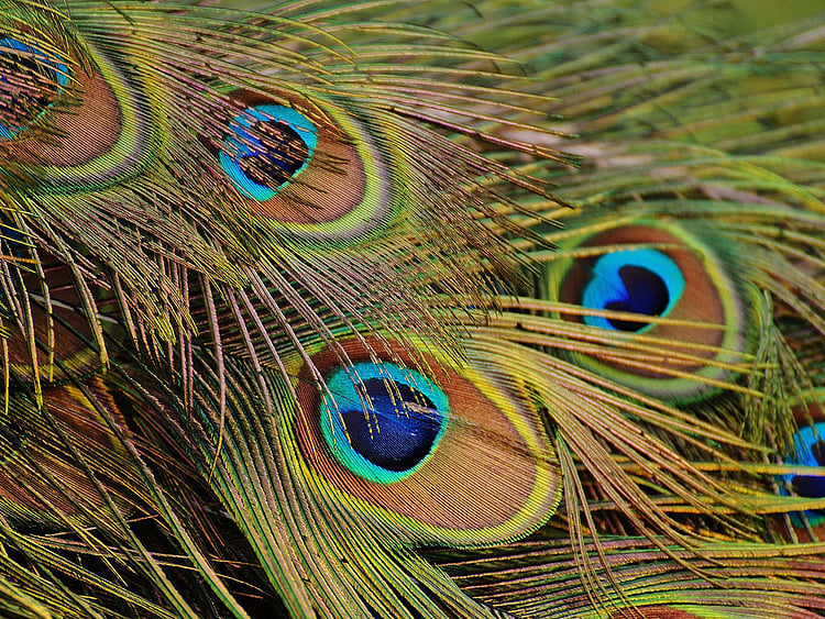 peacocks