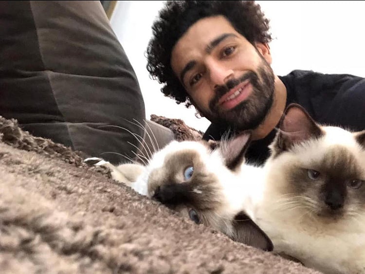 salah cats