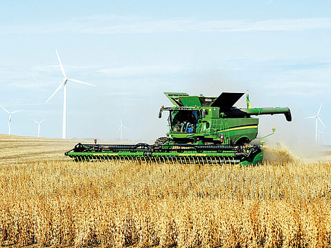 Soybeans are harvested south of Luverne, North Dakota. Soy farmers in North Dakota, which exports crops to China through ports in the Pacific Northwest, face at least $280 million in losses because of Beijing’s tariffs.