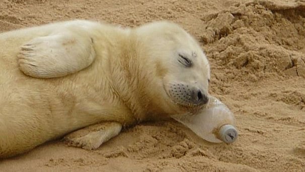 SEAL PUP