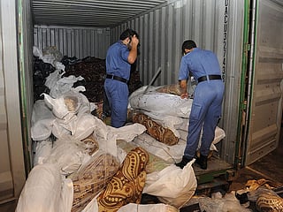 Live apes in bags, blood ampules for sorcery, pills in a tank - how Dubai Customs finds smuggled items