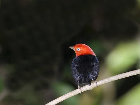 On the wings of love