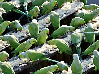 Ministry sounds alarm over invasive species in UAE