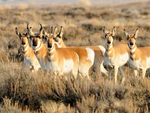 Courtesy wyomingwildlife.org