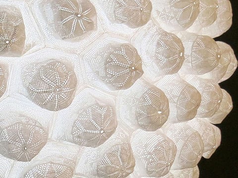 Courtesy ACE Open gallery