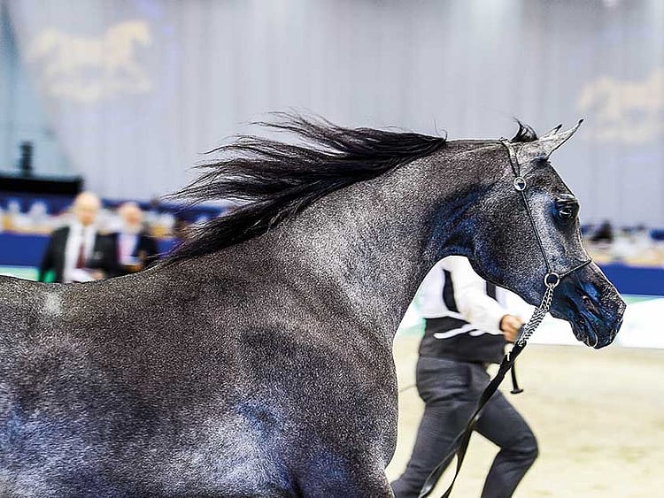 1.2189187-3262625588