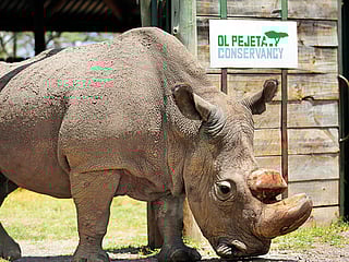 Sudan, the world’s last male northern white rhino, dies aged 45