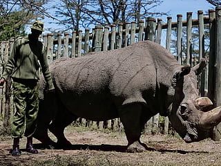 Last male northern white rhino dies in Kenya: keepers