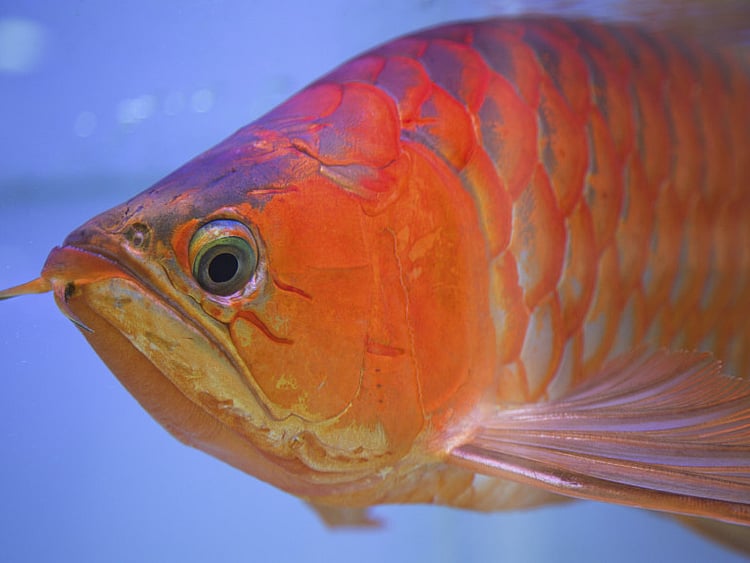 1.2196429-3405311036