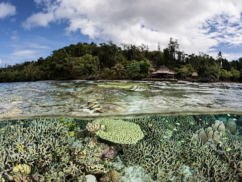 Why does biodiversity matter?