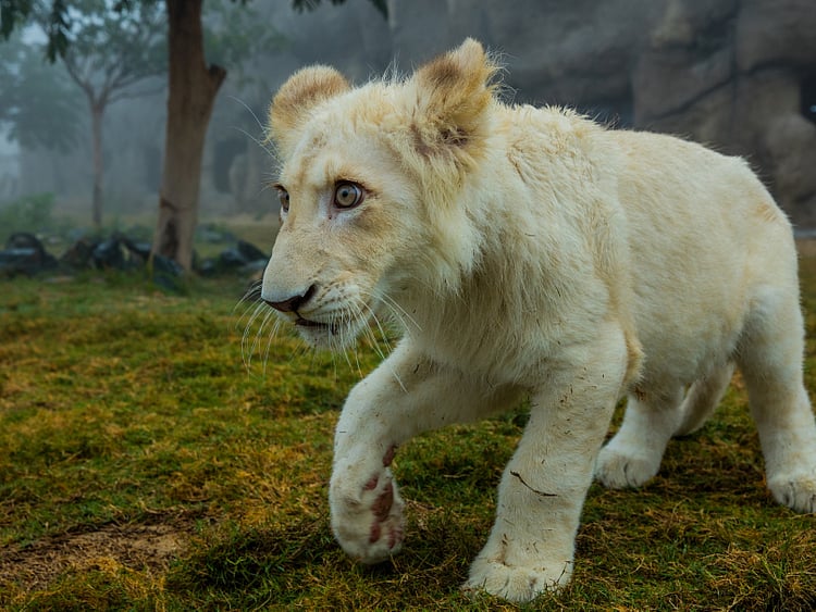 1.2182787-3477772823